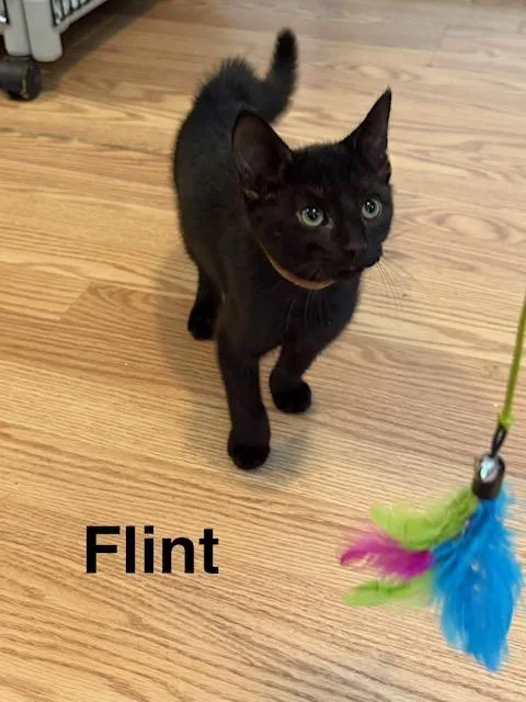 Flint thumbnail 3