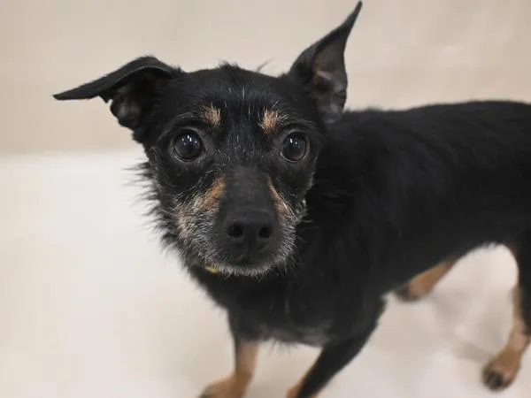 An adult small-sized male Chihuahua dog named Nickolai for adoption in Portland, OR