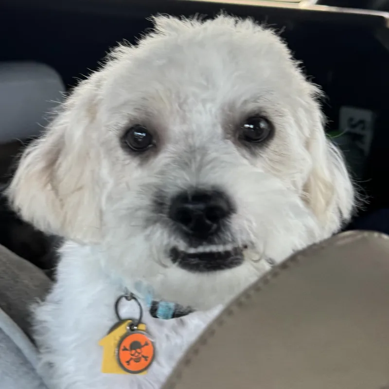A baby small-sized male White / Cream Shorkie dog named Remy Alexander for adoption in Plano, TX
