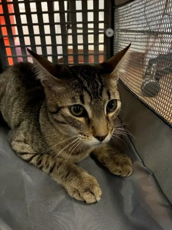 A young small-sized male Domestic Short Hair cat named Ludo for adoption in Austin, TX
