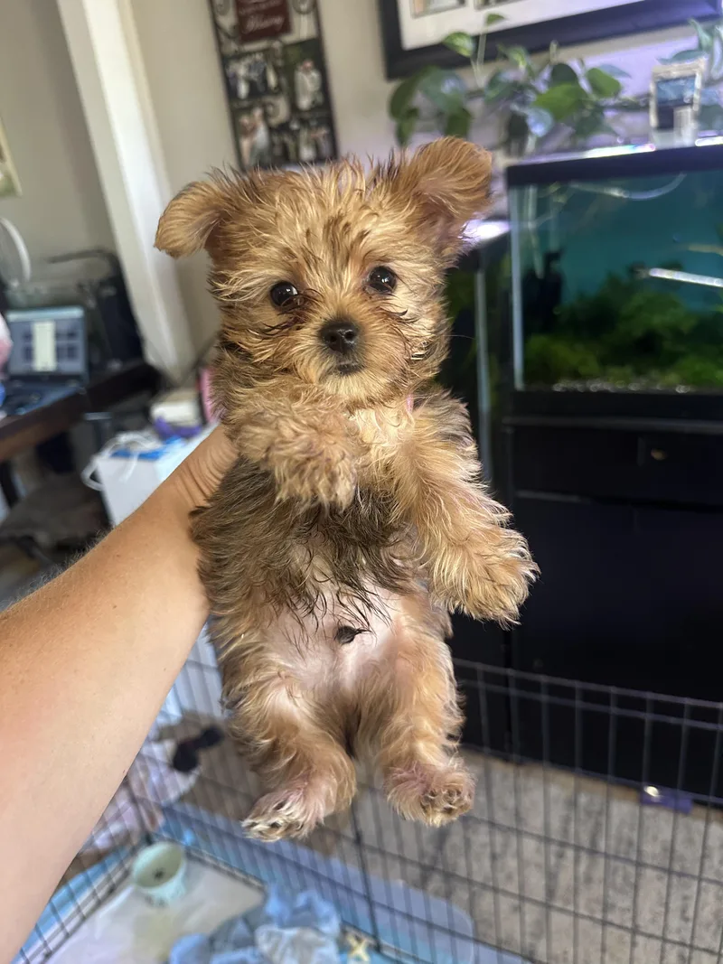 A young small-sized male Brown / Chocolate Yorkie Poo dog named Morgan for adoption in Hillsboro, OR