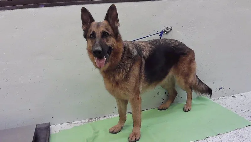 An adult large-sized male German Shepherd Dog dog named Winter for adoption in Houston, TX