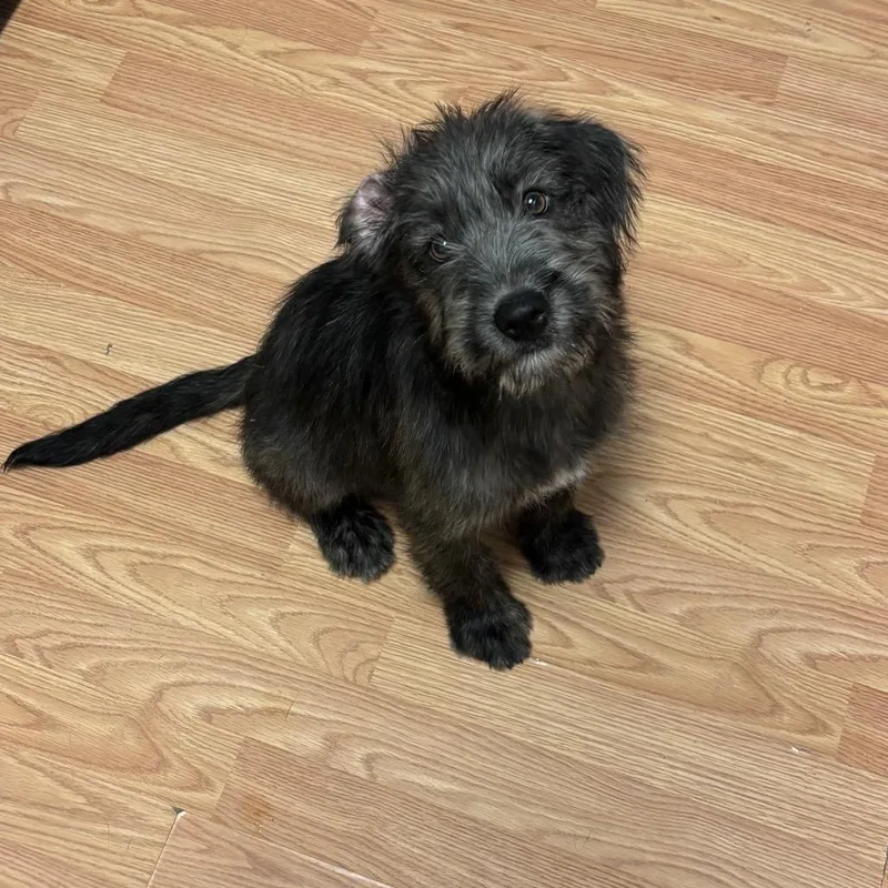 Johnny Cash thumbnail 2