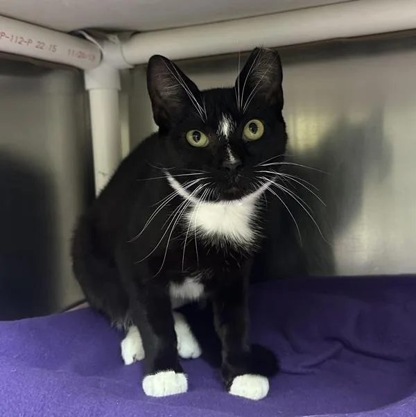 A young medium-sized female Domestic Short Hair cat named Presley for adoption in Walnut Creek, CA