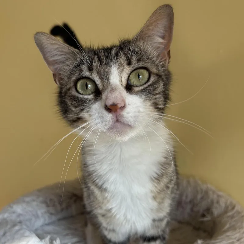 A young medium-sized female Brown / Chocolate Domestic Short Hair cat named Cleo for adoption in Los Angeles, CA