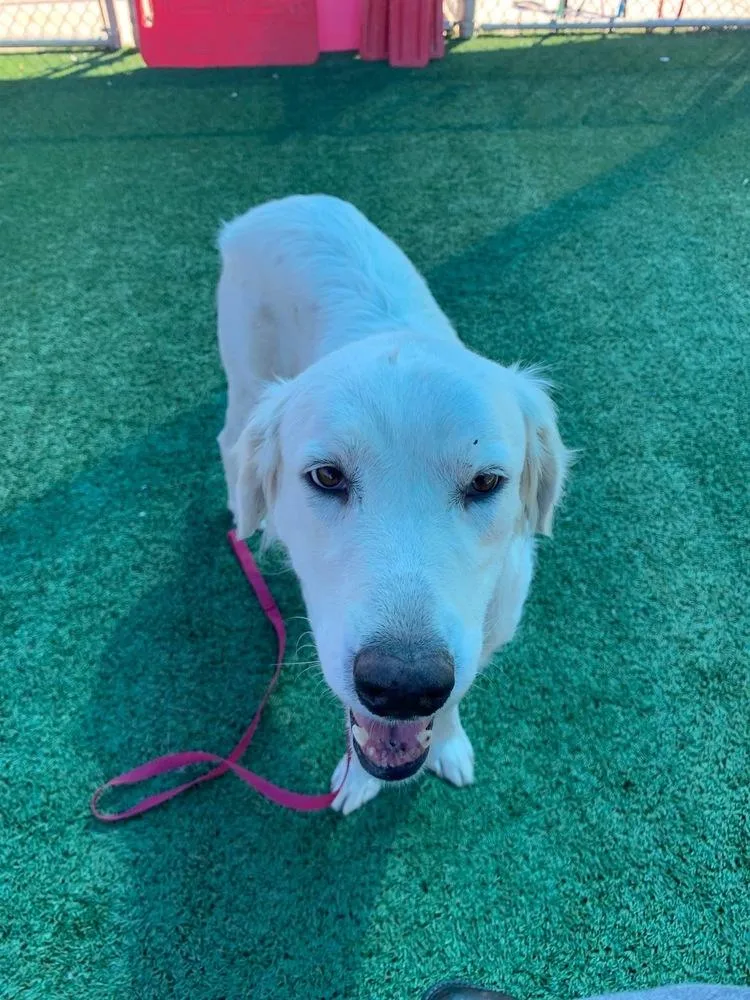 An adult large-sized female White / Cream Great Pyrenees dog named Lily for adoption in San Diego, CA