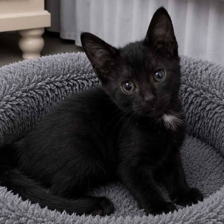 A baby small-sized female Domestic Short Hair cat named Tollie for adoption in Grand Bay, AL