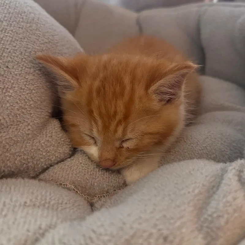 Jonas