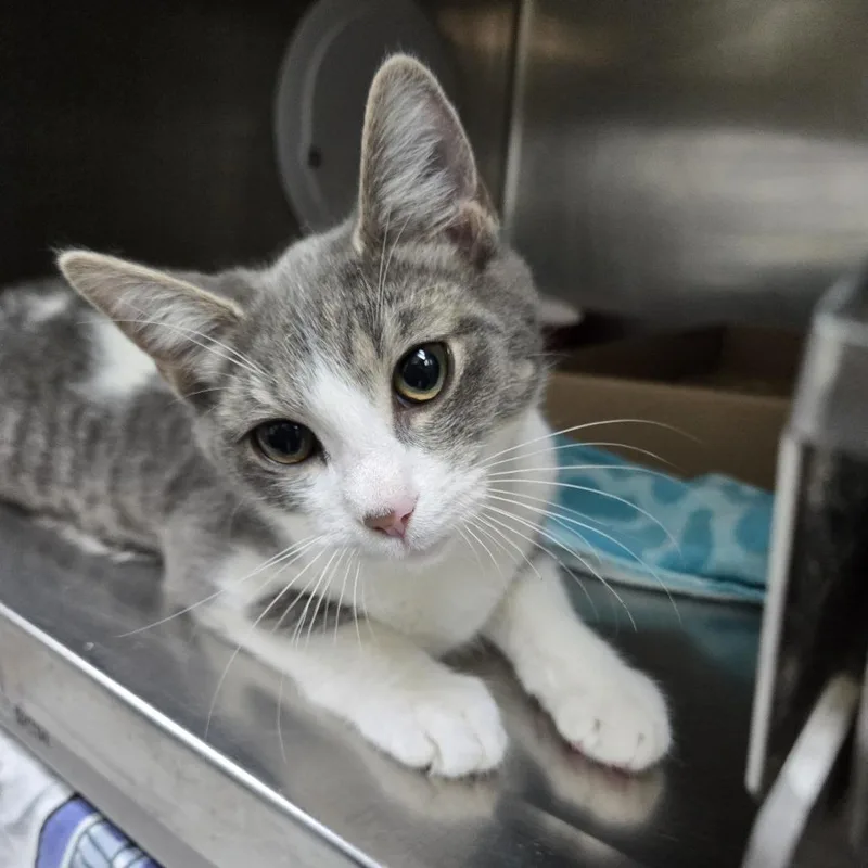 A baby medium-sized male White Domestic Short Hair cat named Levi for adoption in Newark, NJ