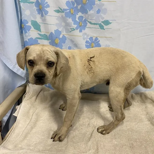 A young small-sized male Chihuahua dog named A for adoption in Modesto, CA