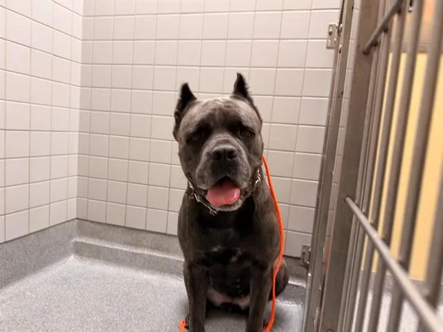 An adult large-sized female Cane Corso dog named Athena for adoption in Tustin, CA