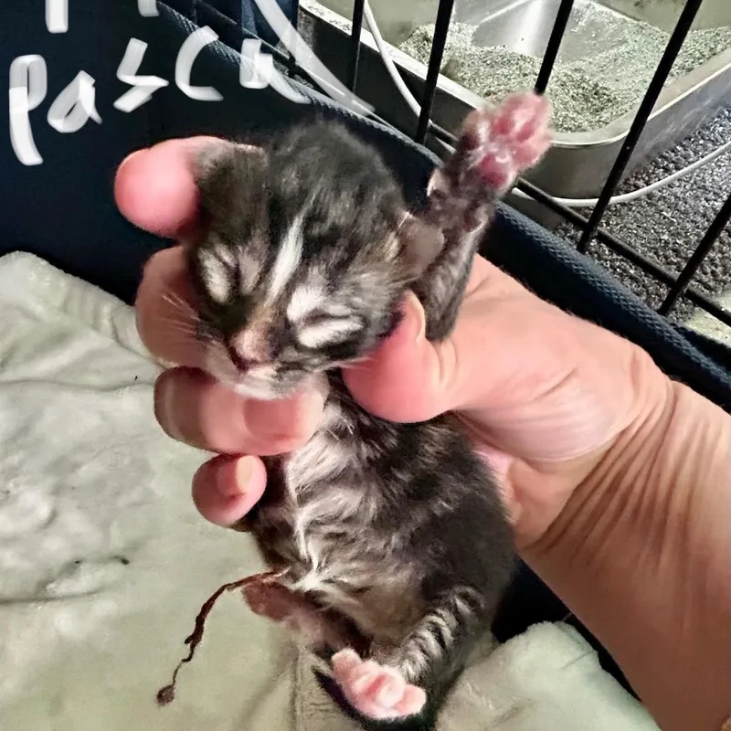 A baby small-sized male Black Domestic Short Hair cat named Shera Pascal Navy for adoption in Othello, WA
