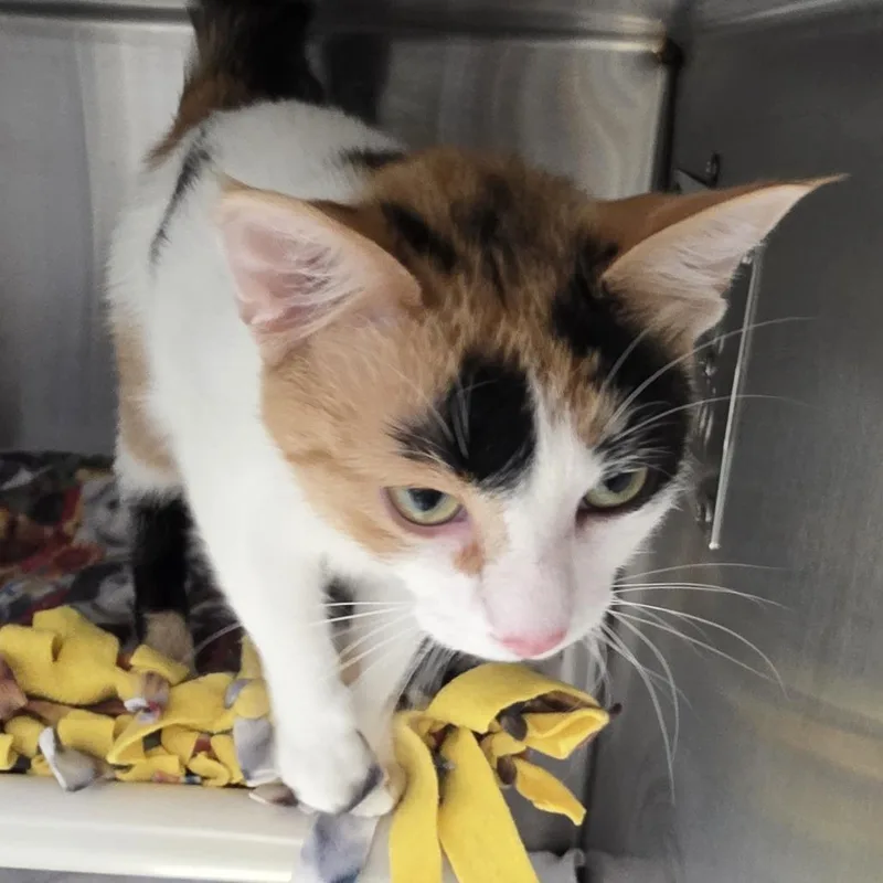 An adult medium-sized female Calico Domestic Short Hair cat named Deana for adoption in Fort Wayne, IN