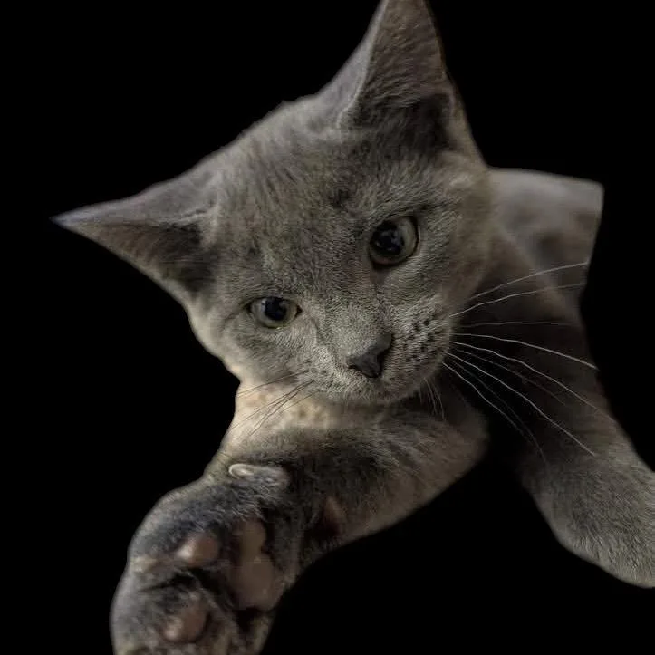 A baby small-sized male Gray / Blue / Silver Domestic Short Hair cat named Ricochet K. for adoption in Eaton Rapids, MI