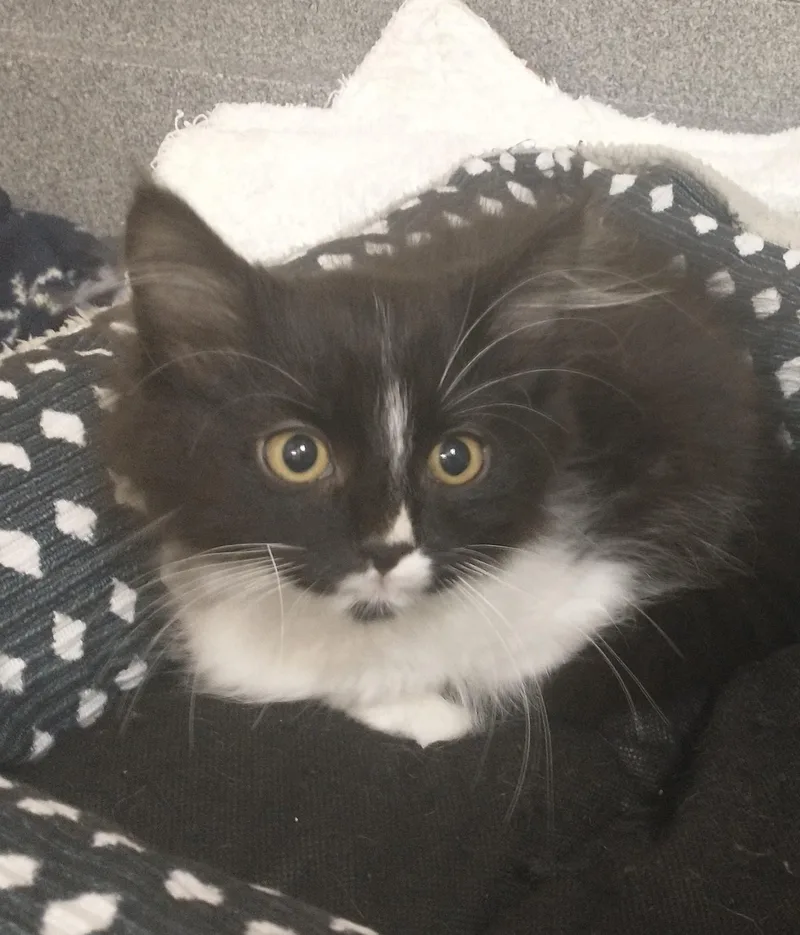 A baby medium-sized male Black & White / Tuxedo Domestic Long Hair cat named Porter for adoption in Tomah, WI