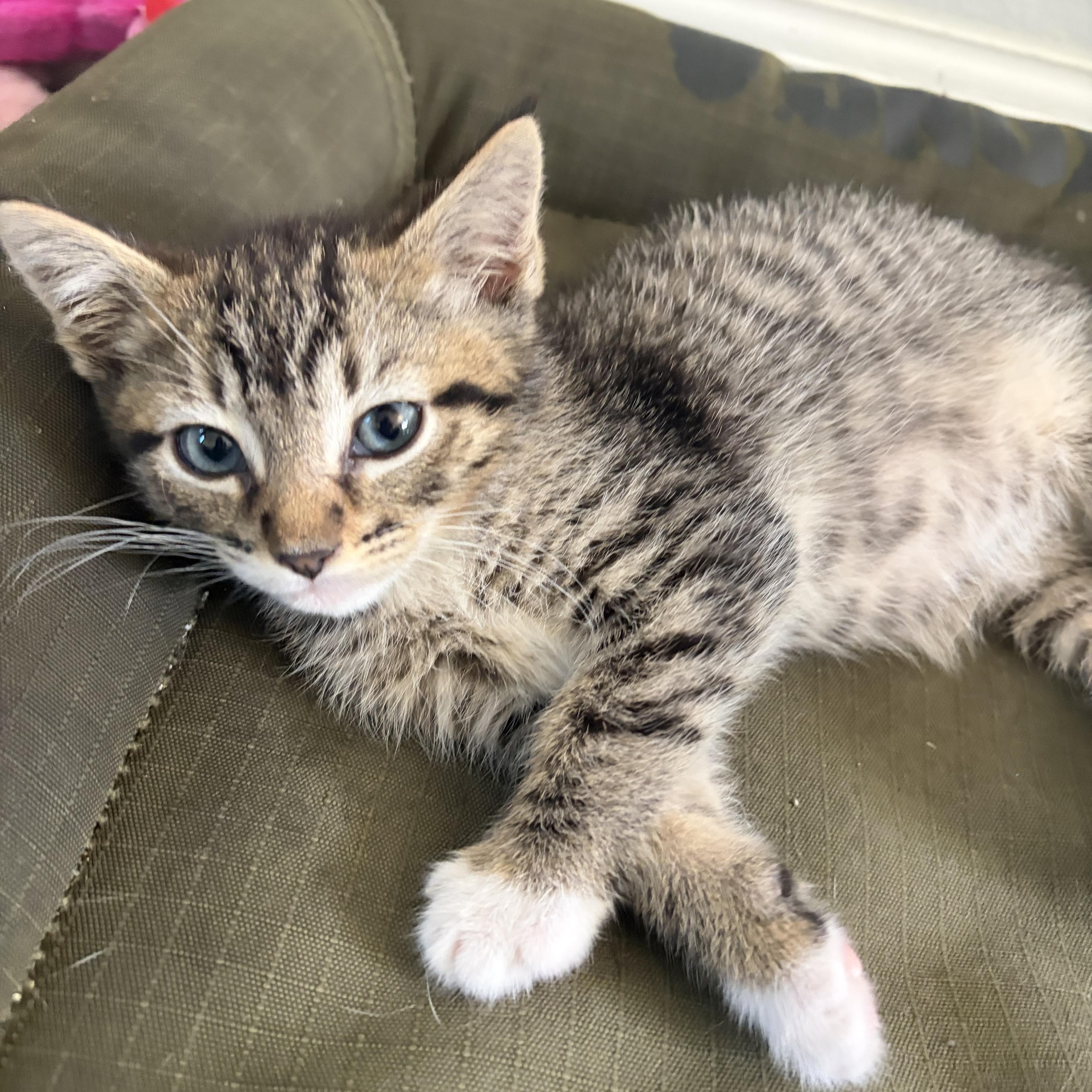 A baby small-sized male Tabby (Brown / Chocolate) Domestic Short Hair cat named Frenchie for adoption in Davis, CA