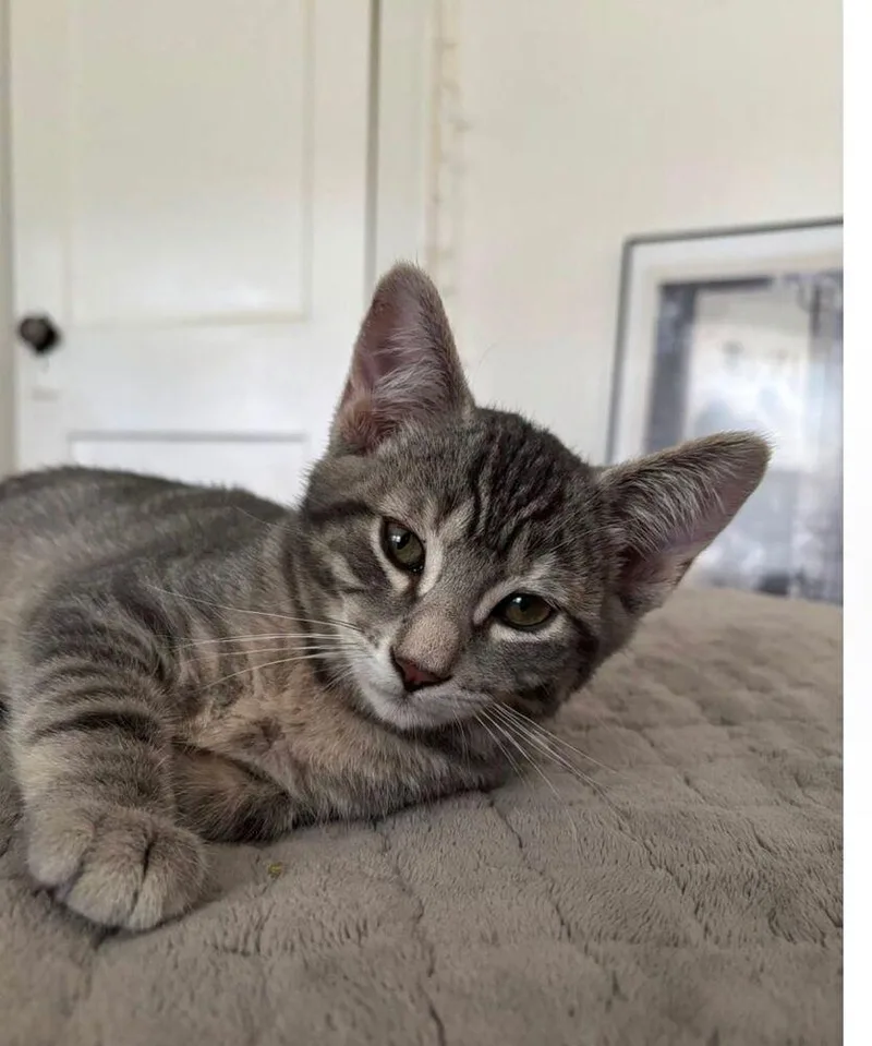 A baby small-sized female Tabby (Brown / Chocolate) Domestic Short Hair cat named Nico for adoption in Albuquerque, NM