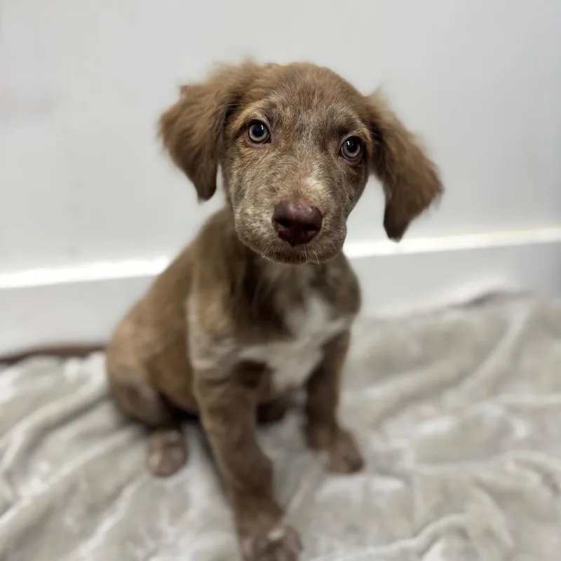 A baby medium-sized male Brown / Chocolate Australian Shepherd dog named Tot for adoption in Brownsboro, AL