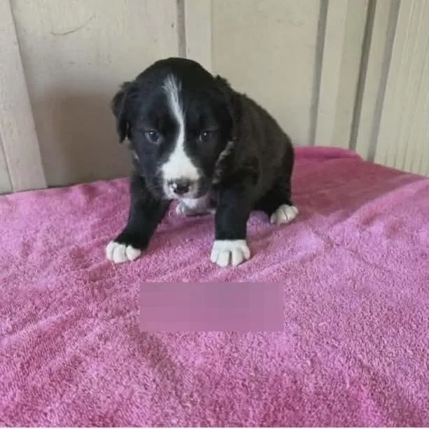 A baby medium-sized female Black Australian Shepherd dog named Kelly for adoption in Alexandria, VA