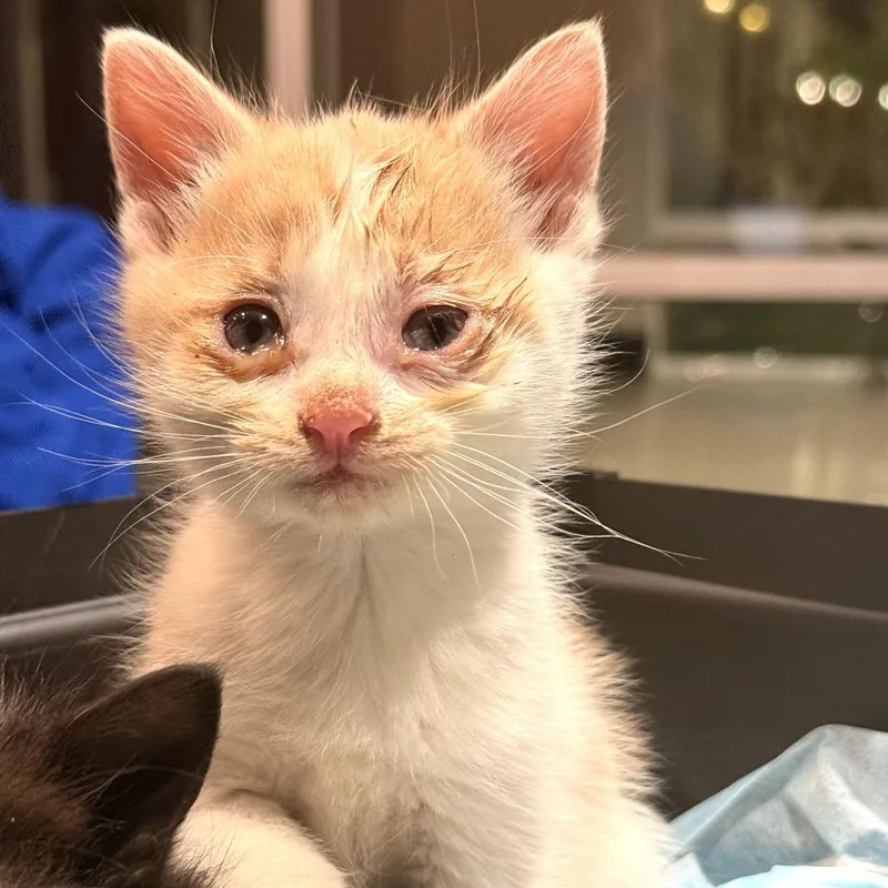 A baby small-sized male Orange / Red Domestic Short Hair cat named Fred for adoption in Delaware, OH