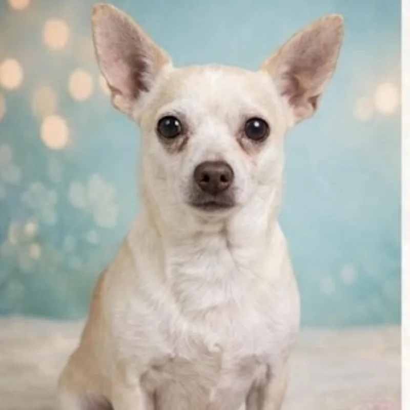 A senior small-sized male Yellow / Tan / Blond / Fawn Chihuahua dog named Chewy for adoption in Hudson, IL
