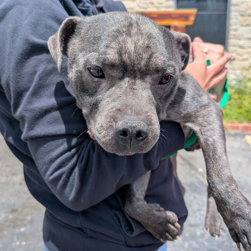 A senior small-sized male Gray / Blue / Silver French Bulldog dog named Grover for adoption in Buchanan Dam, TX