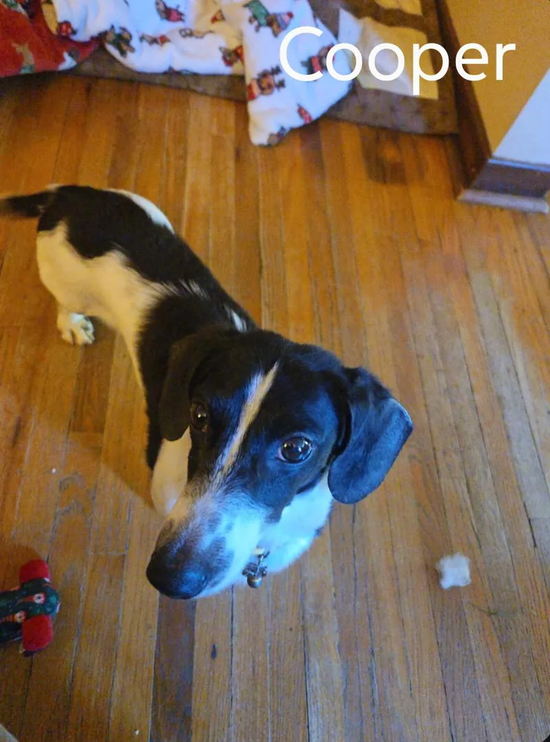 An adult small-sized male Dachshund dog named Cooper for adoption in Sioux Falls, SD