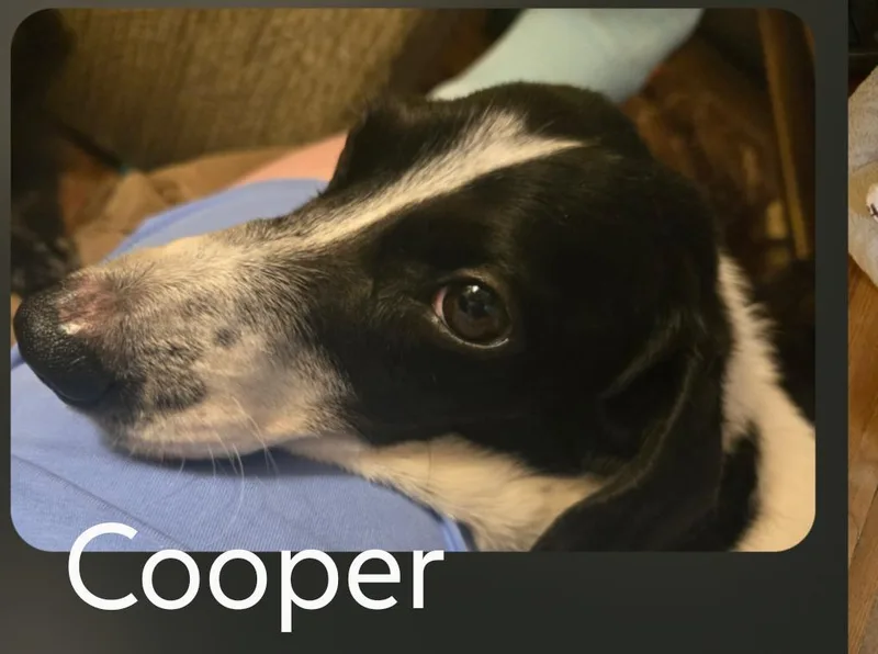 Cooper thumbnail 2