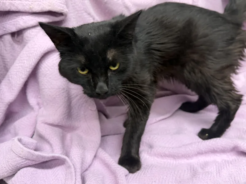 An adult medium-sized male Black Domestic Short Hair cat named Herbert for adoption in Oakdale, CA