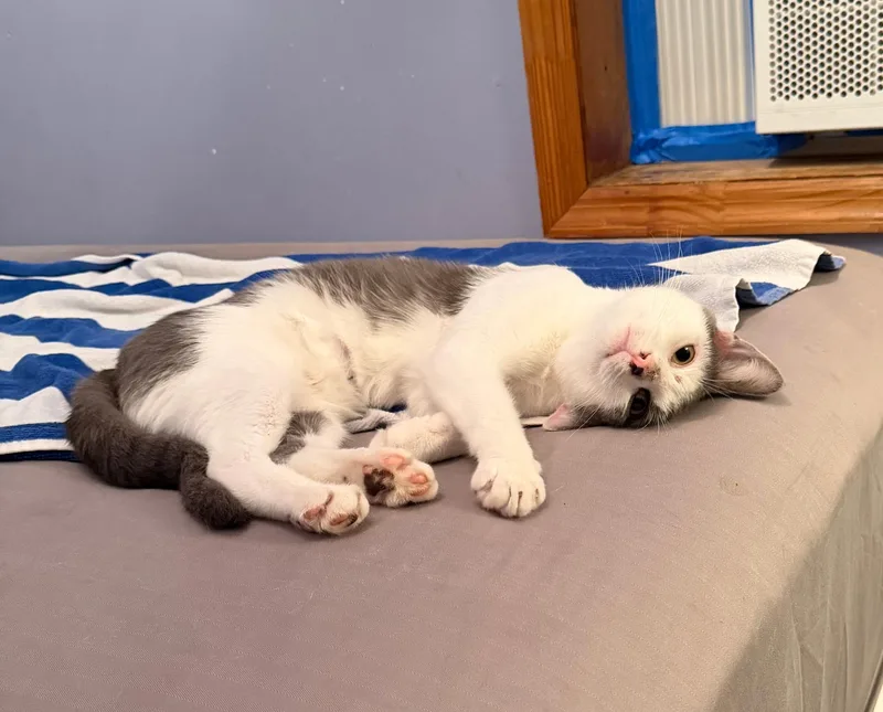 An adult medium-sized male Gray & White Domestic Short Hair cat named Clarence for adoption in Philadelphia, PA