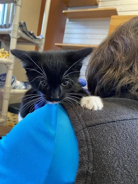 A baby small-sized female Domestic Short Hair cat named Lucy for adoption in Monterey, CA