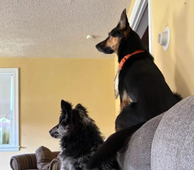 An adult medium-sized female German Shepherd Dog dog named Costata for adoption in Carroll, OH