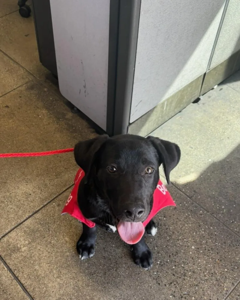 A young medium-sized male Black Labrador Retriever dog named Logan for adoption in Shingle Springs, CA