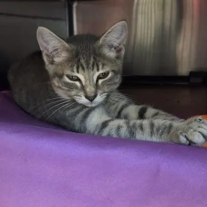 An adult small-sized female Domestic Short Hair cat named Tehila for adoption in Voorhees, NJ