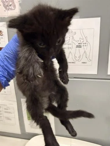 A baby small-sized female Domestic Short Hair cat named Sinder for adoption in San Martin, CA