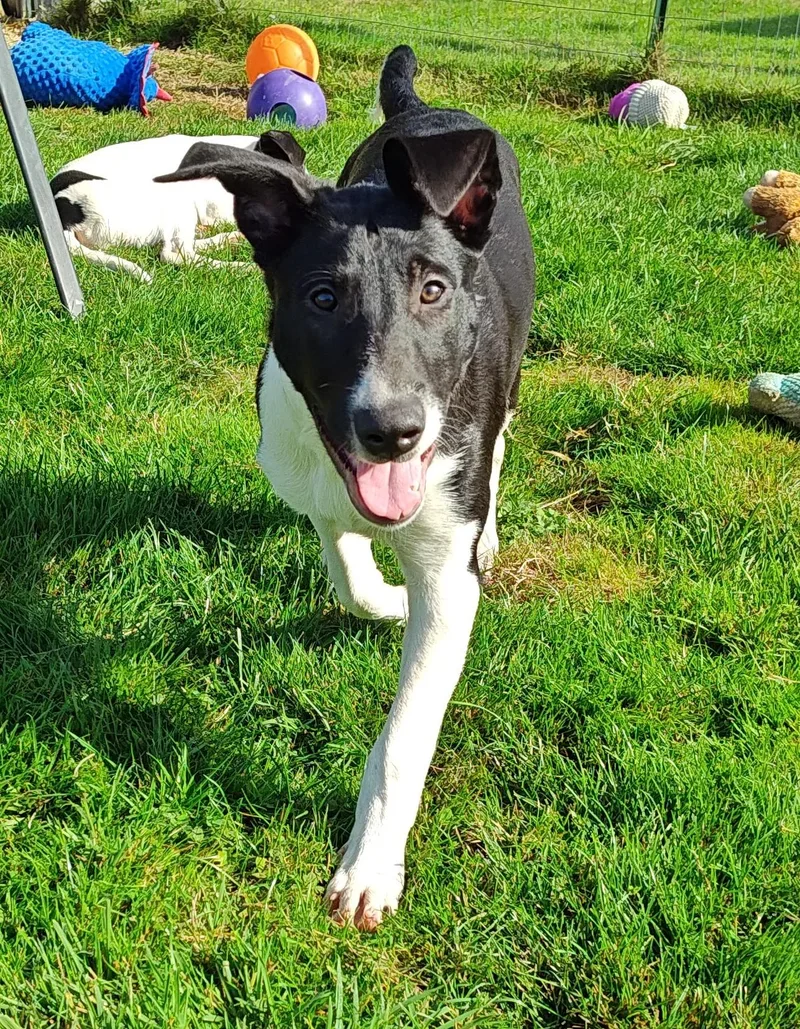 A baby large-sized male Mixed Breed dog named Clayton for adoption in Bellingham, WA