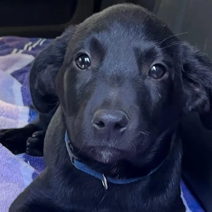 A young medium-sized female Black Mixed Breed dog named Lainey Wilson for adoption in Nantucket, MA