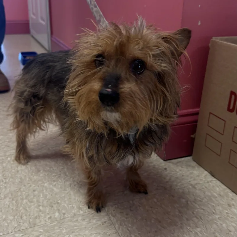 A senior small-sized male Bicolor Yorkshire Terrier dog named Rebel for adoption in Fall River, MA
