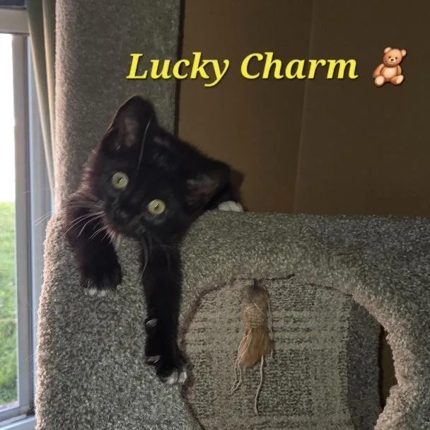 A baby small-sized male Black Domestic Short Hair cat named Lucky Charm for adoption in Bentonville, AR
