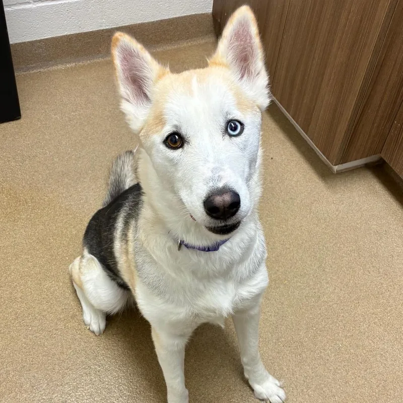 An adult medium-sized female White / Cream Husky dog named Tova for adoption in Corpus Christi, TX