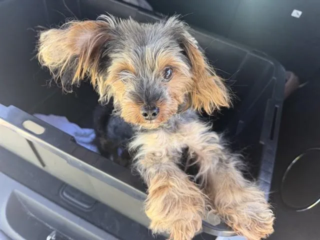 An adult small-sized male Yorkshire Terrier dog named Crunchwrap for adoption in Ontario, CA