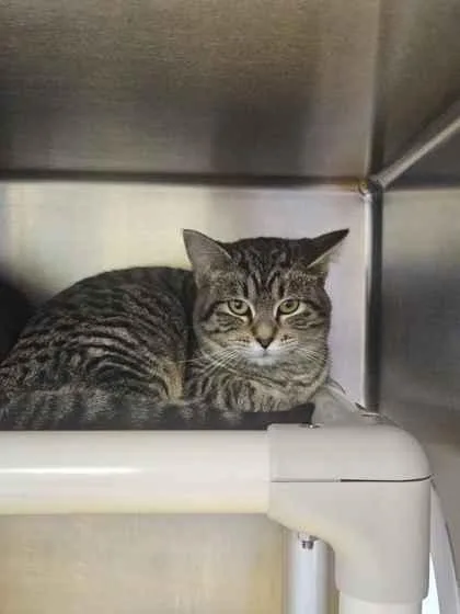 An adult medium-sized female Domestic Short Hair cat named Tofu for adoption in Mount Pleasant, IA