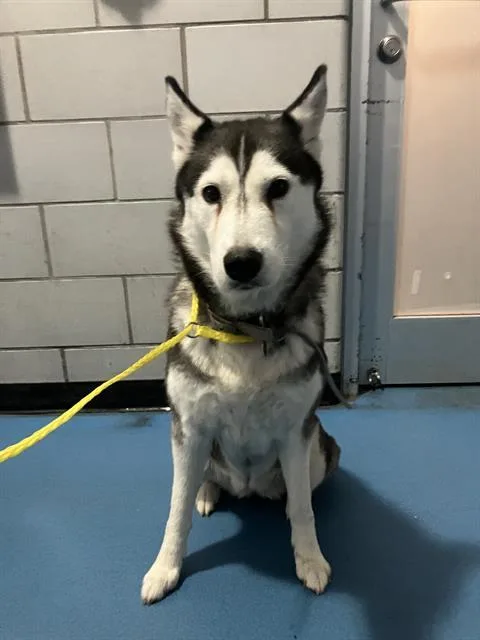 An adult medium-sized female Mixed Breed dog named Lucy for adoption in Dallas, TX