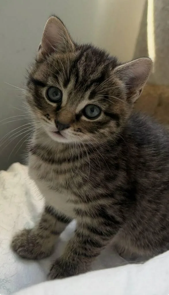 A baby medium-sized female Tabby (Brown / Chocolate) Domestic Short Hair cat named Maeve for adoption in Medfield, MA
