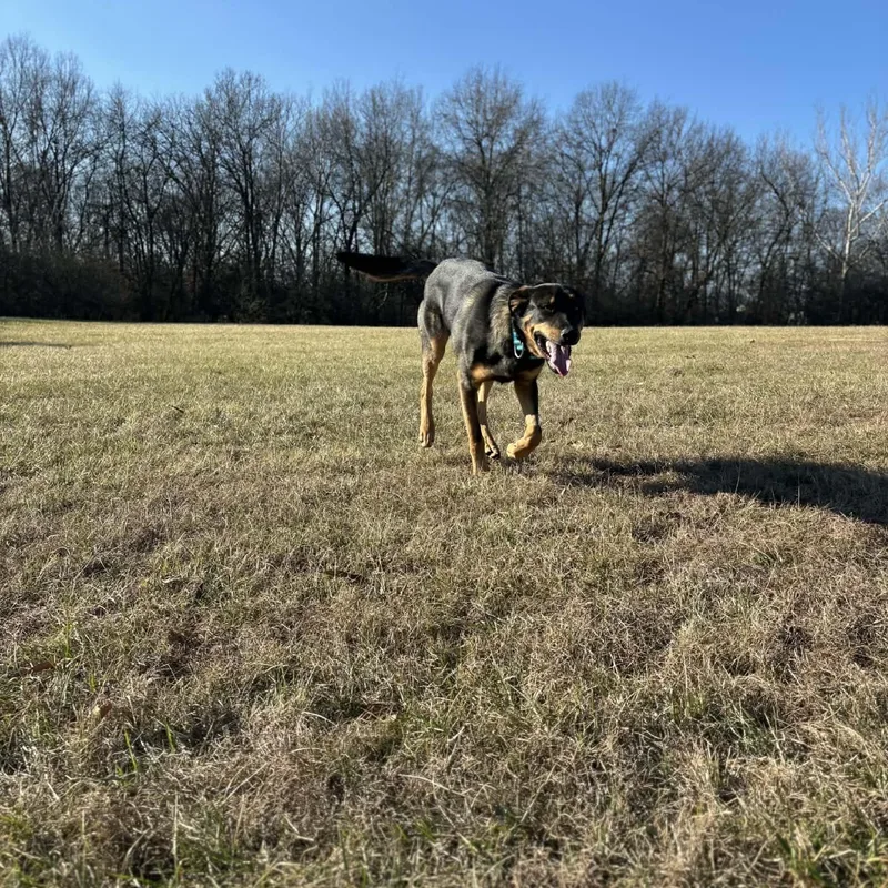 Led Zeppelin thumbnail 2