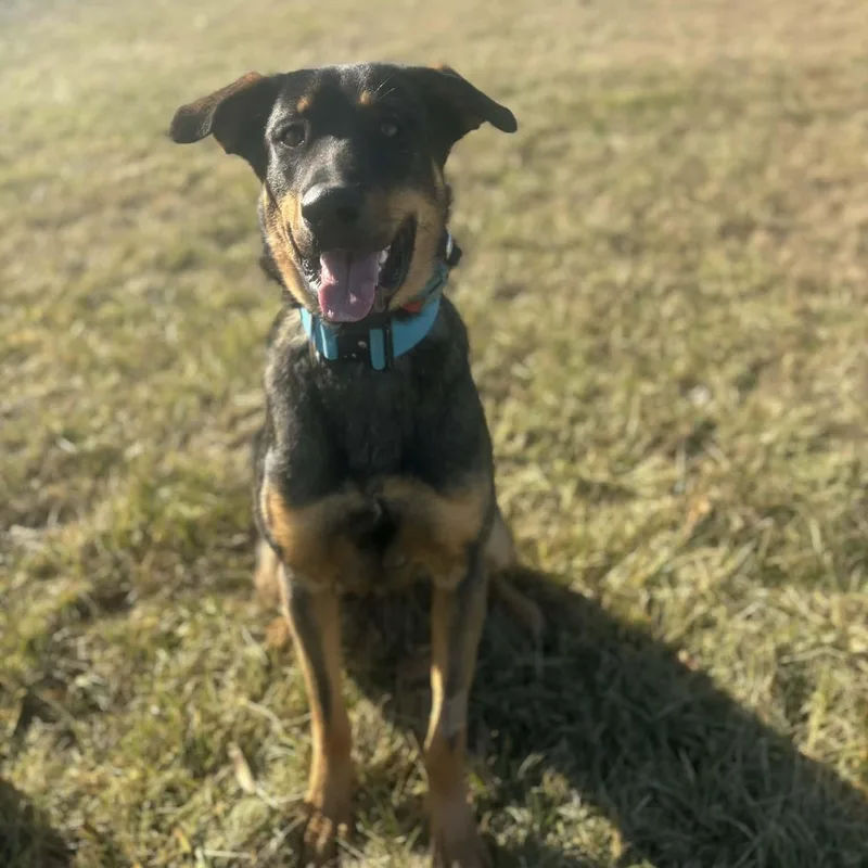 An adult large-sized male Rottweiler dog named Led Zeppelin for adoption in Quincy, IL