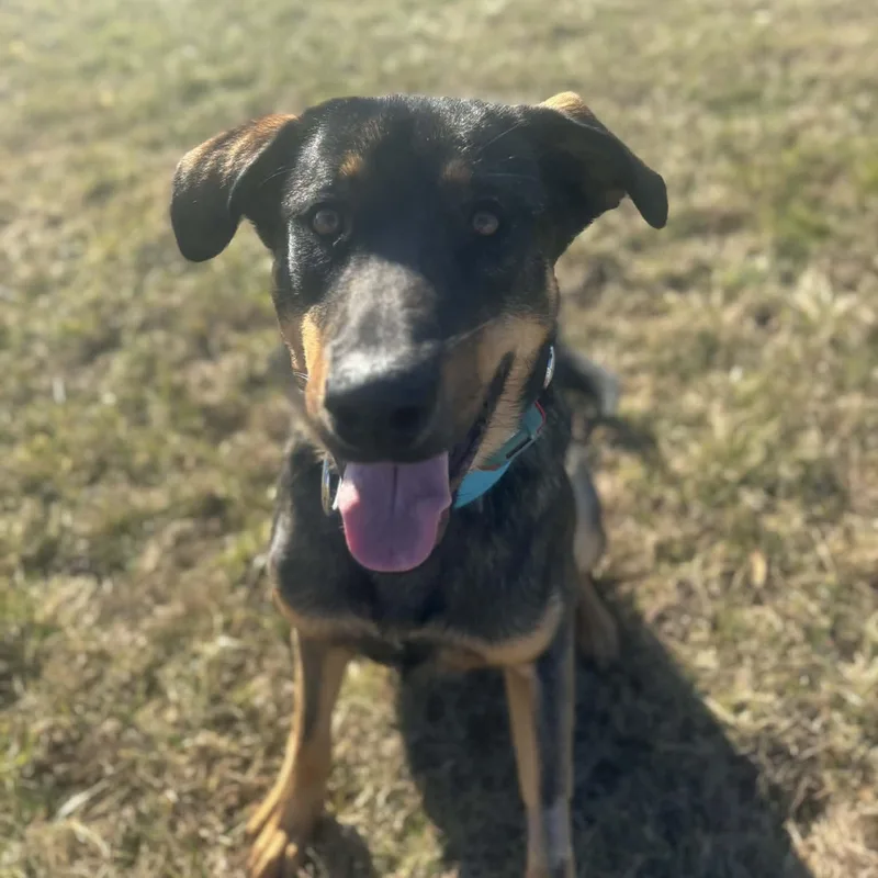 Led Zeppelin thumbnail 3