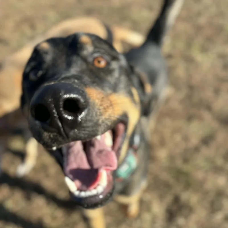 Led Zeppelin thumbnail 4