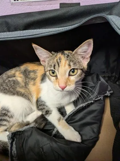 A baby small-sized female Gray / Blue / Silver Domestic Short Hair cat named 61675929 for adoption in El Paso, TX