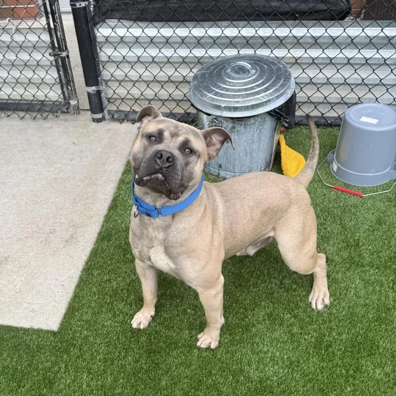A young large-sized male Yellow / Tan / Blond / Fawn Mixed Breed dog named Frick for adoption in Pittsburgh, PA